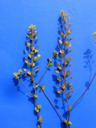 Clasping Pepperweed (Lepidium perfoliatum)